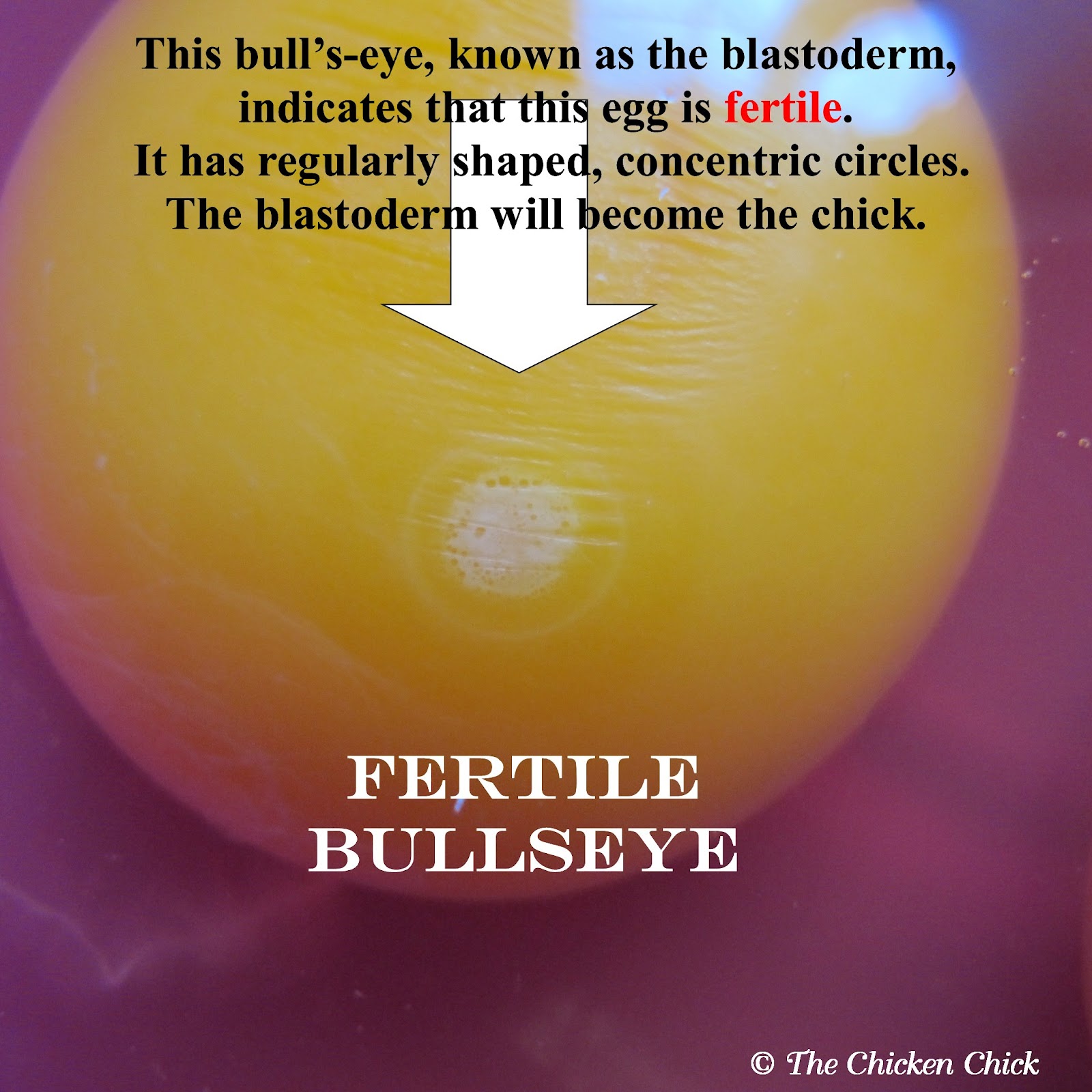 Hatchalong with The Chicken Chick, Part 3 The Hatching Eggs The