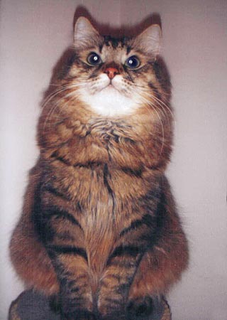 Siberian Cat Names funny cat names. Siberian Cat Names