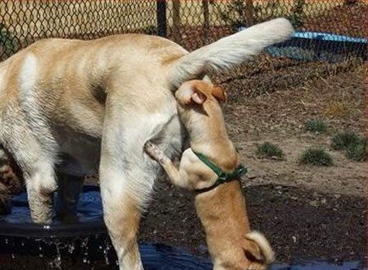 Dog smelling another dogs butt picture.