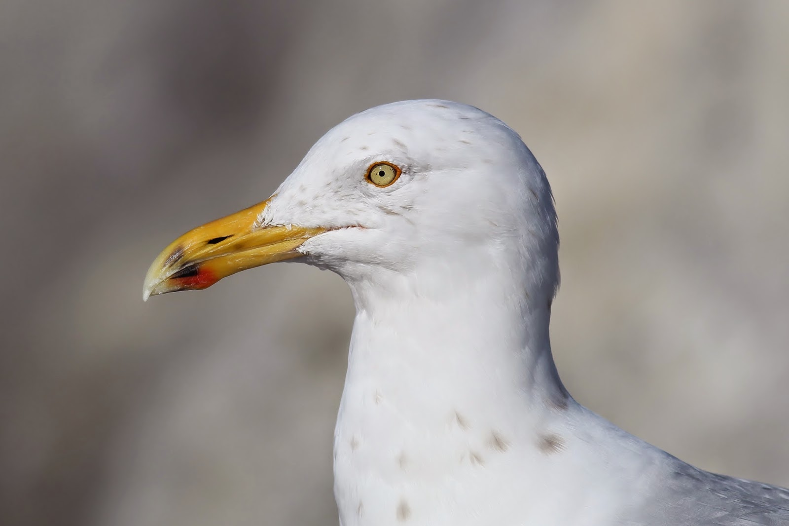 Nature On The Edge Of New York City How Do Gulls Survive Winter