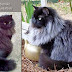 Black Smoke Cat With White Mane
