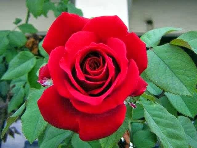 700 Gambar Bunga Mawar Paling Romantis HD Paling Keren 700 Gambar Bunga Mawar Paling Romantis HD Paling Keren