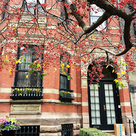 Bright, beautiful area in Beacon Hill, Boston.