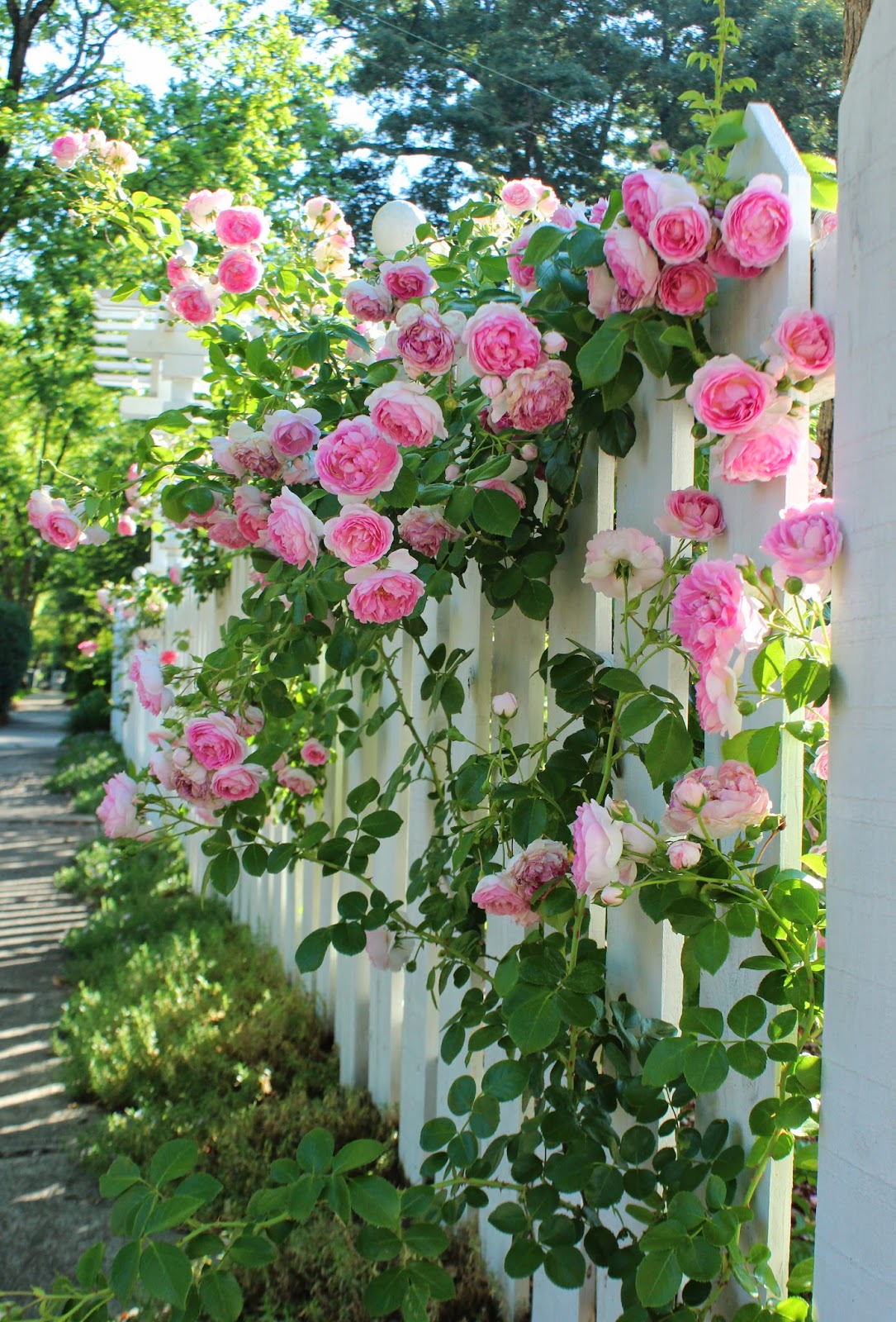 1000+ images about DREAM COTTAGE on Pinterest Climbing roses