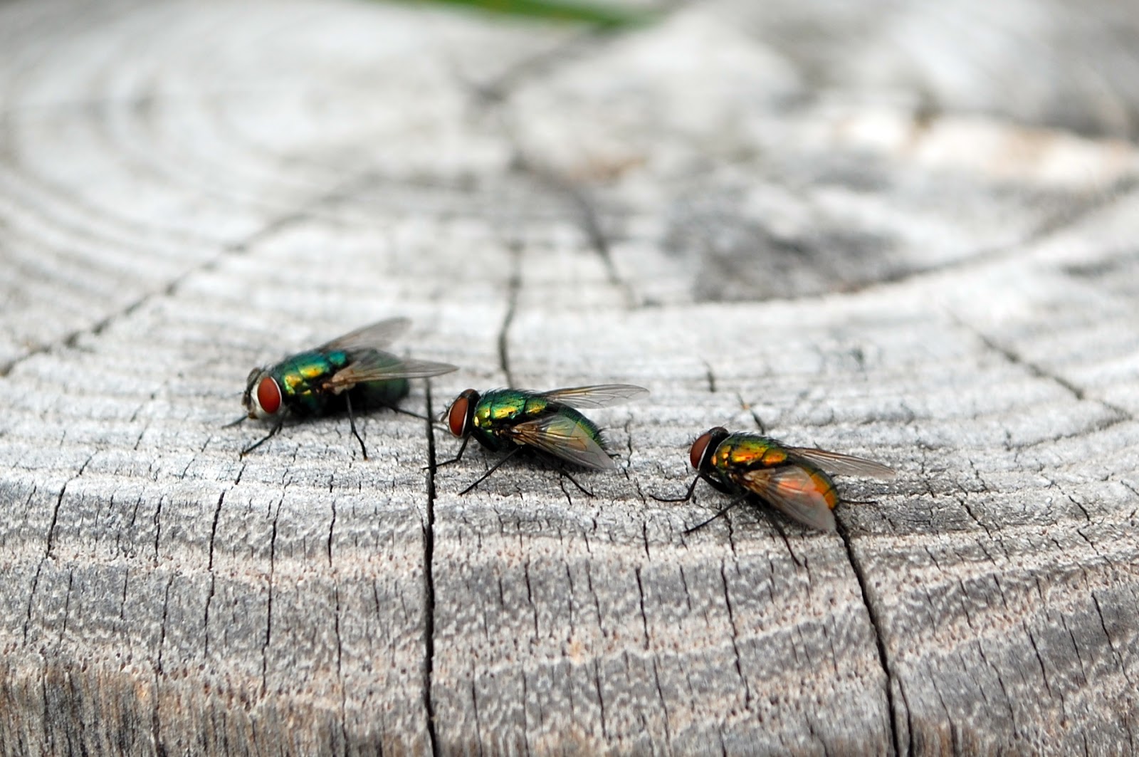 Urban Wildlife Guide: Pretty Flies