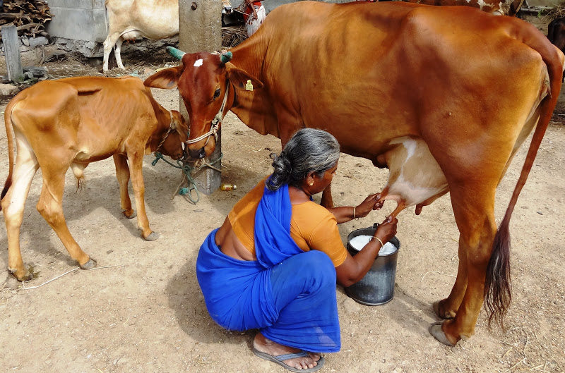 NGO News blog, NewsLine: Household milch cow rearing enterprise promotes  livelihood for poor.