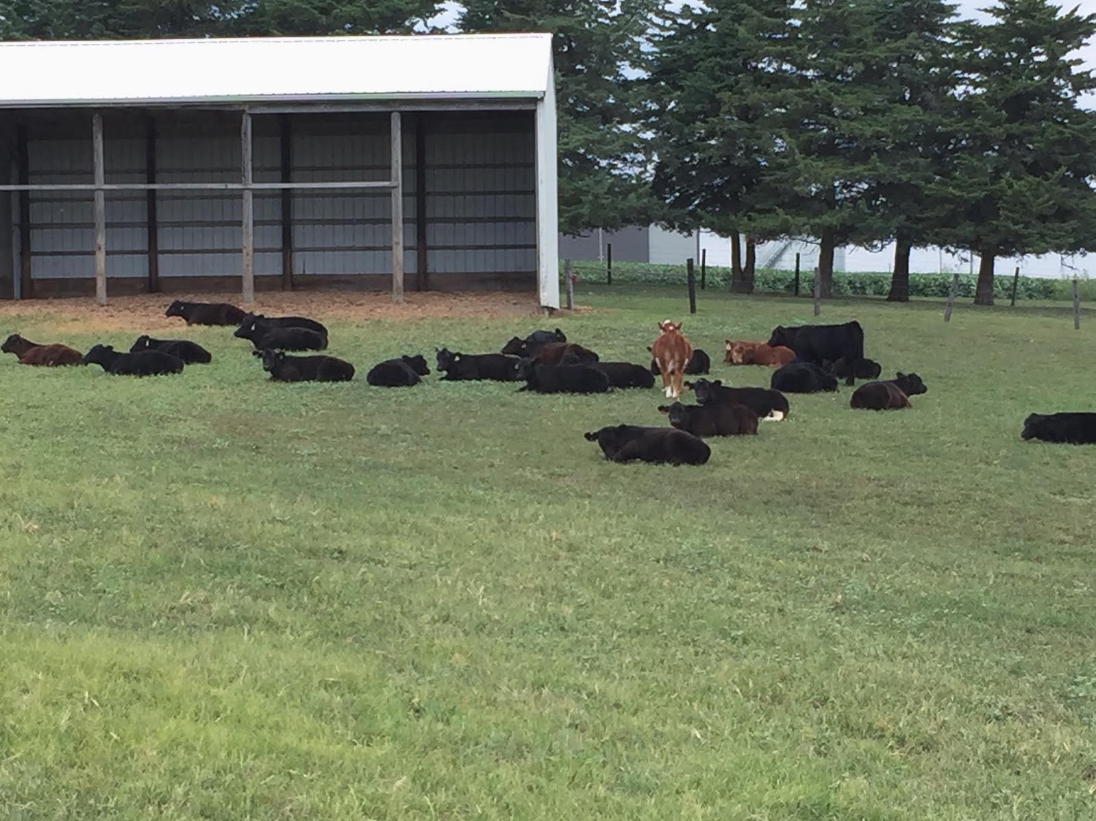 MITTAG Blog Sale Calves