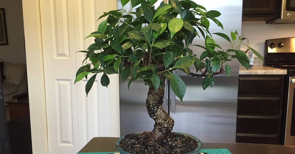 golden ficus gate trim shower