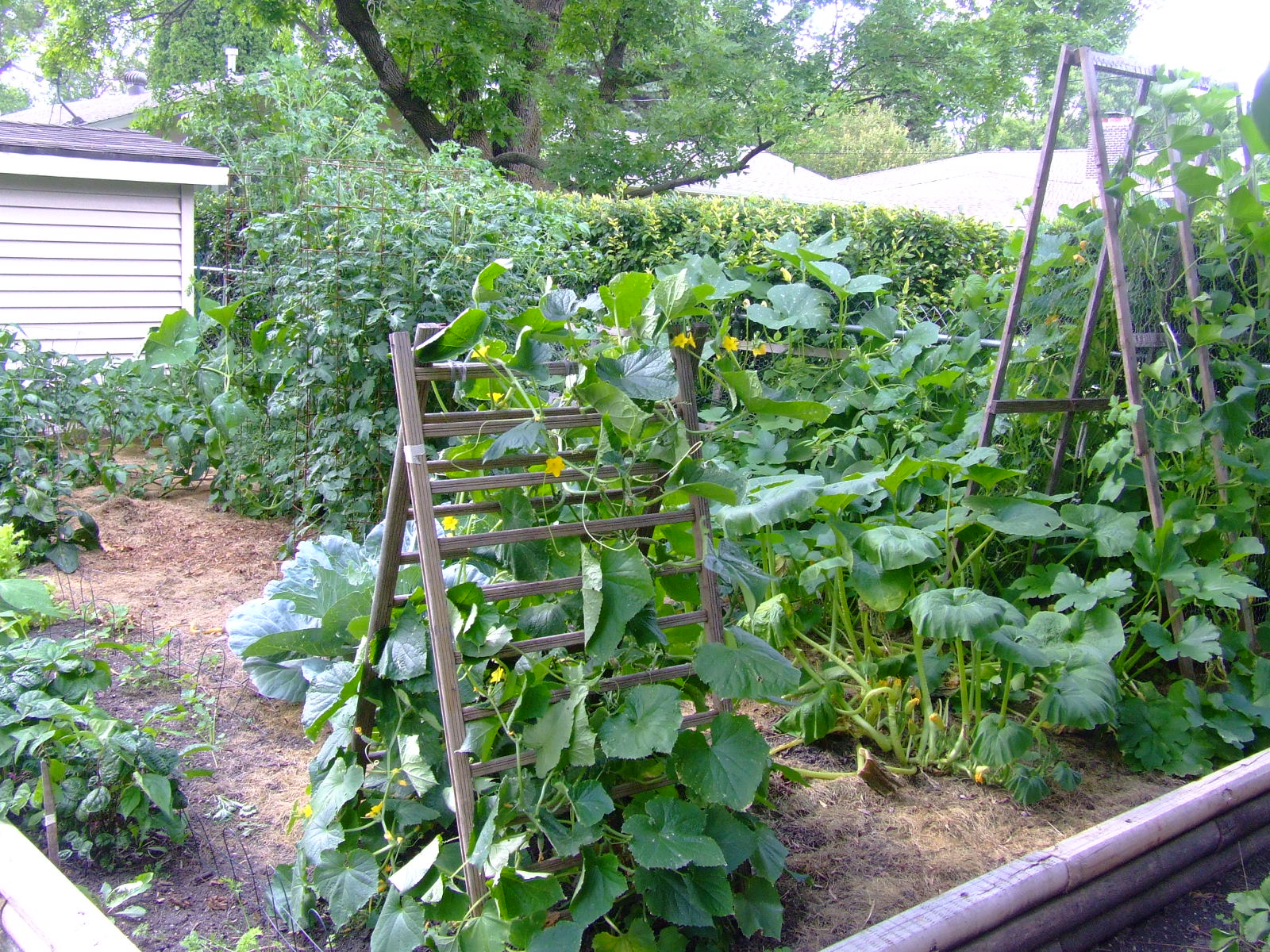 The Full Circle Gardener Buttercup Squash Under Attach... Again