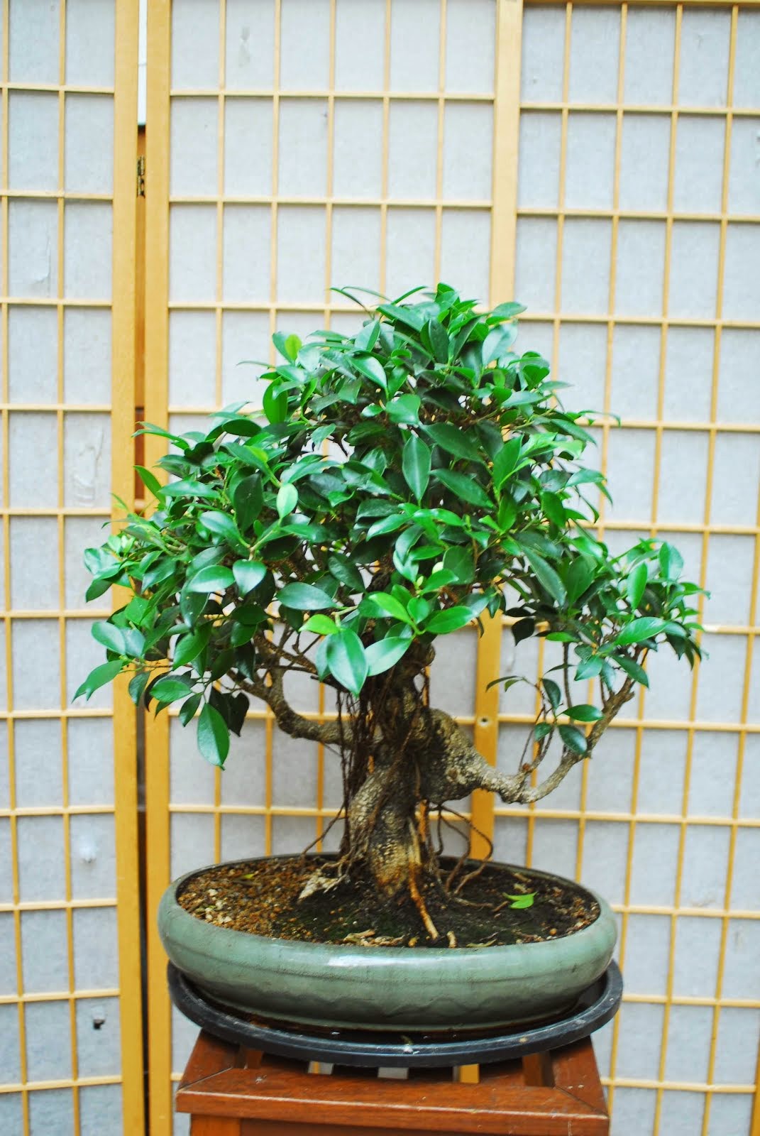 Bonsai Shop Ireland Bonsai Shop Ireland