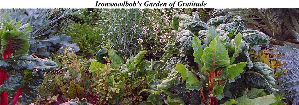 Searching for Harmony in the Garden of Gratitude with Ironwoodbob