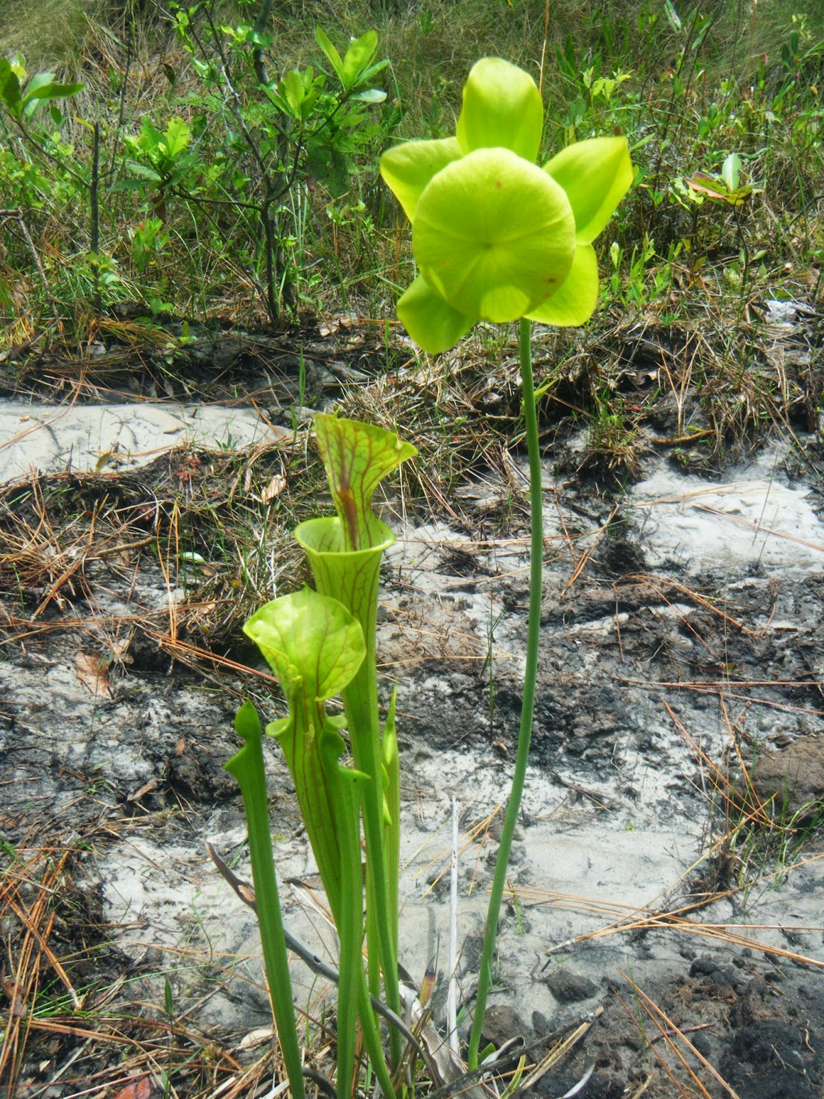 The Botanical Hiker Rare Specimans both Plant and Human