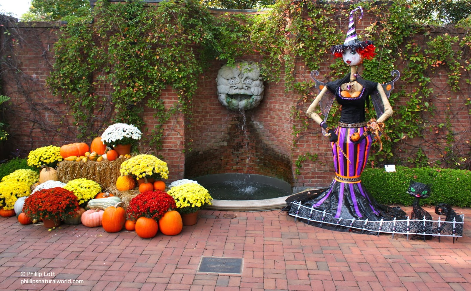Halloween in the Atlanta Botanical Garden Phillip's Natural World