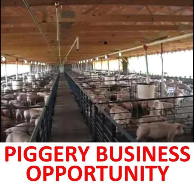 Piggery business plan philippines pdf image