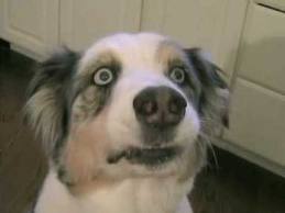 funny+dog+face+(1).jpg