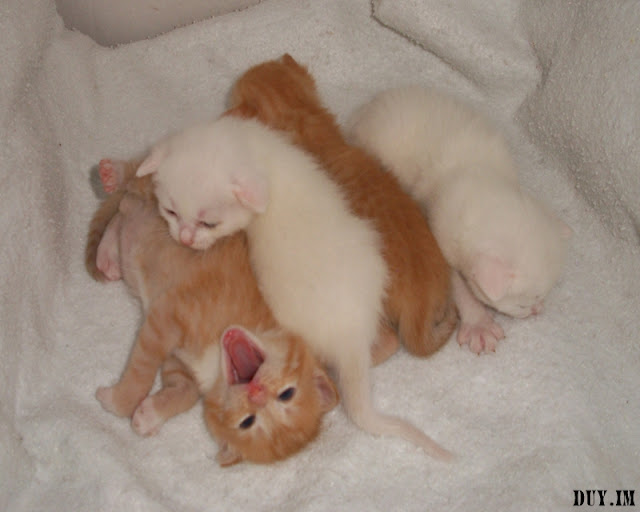 cute+cats+wallpaper015