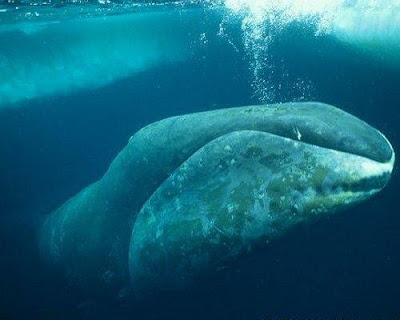 los 10 animales los 10 animales