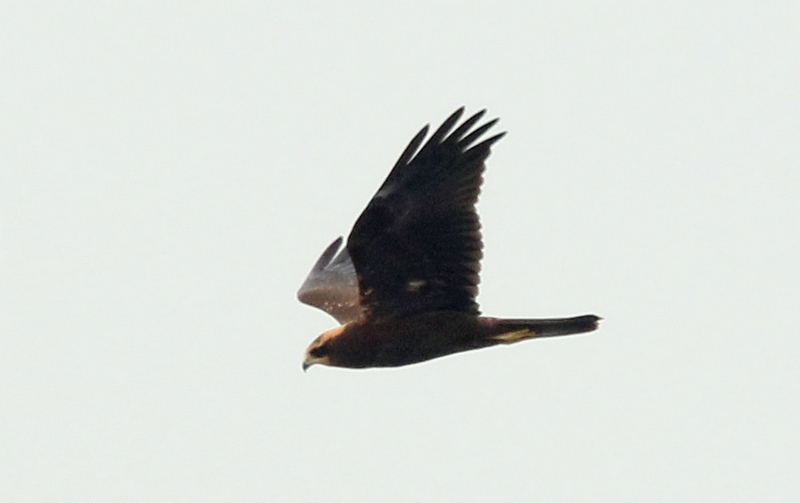 Fly Flatts Marsh Harrier