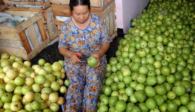 Jambu Biji Jambu Biji