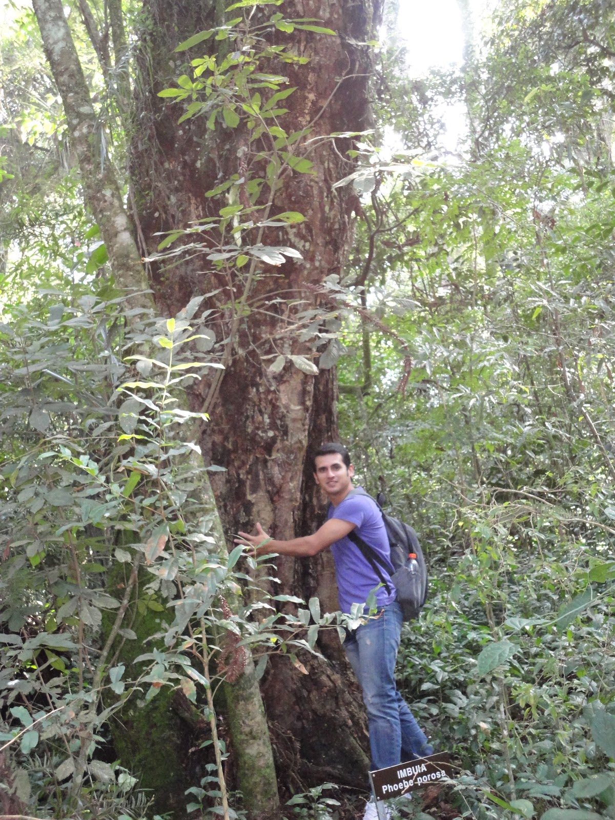 Caminho Pela Vida Árvore IMBUIA A mais antiga de nossa Curitiba