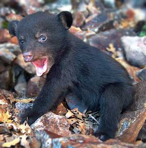 Baby black bears