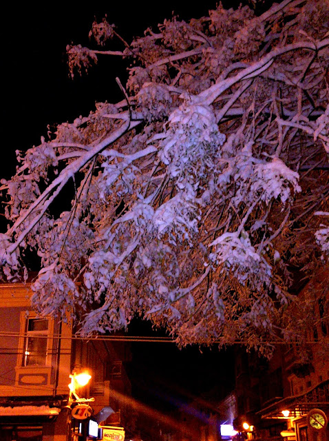Snow covered tree on Shirok Sokak