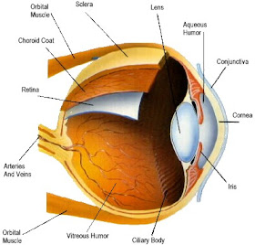 Health Care: Human Eye Anatomy Pics