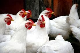 code poulet 234 reduction jusqu'à 25%