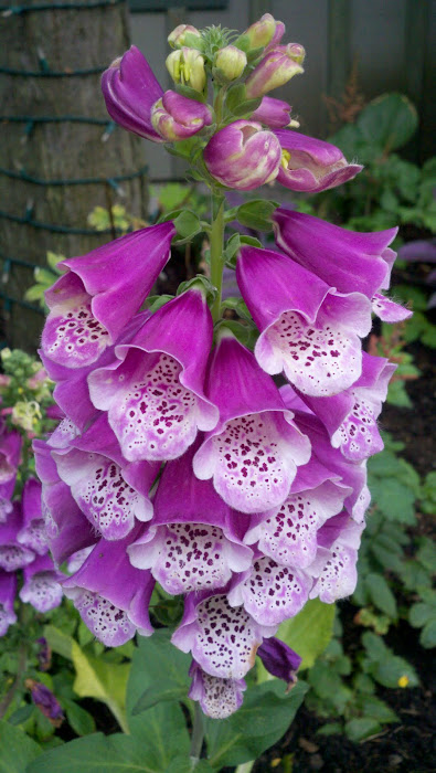 Foxglove