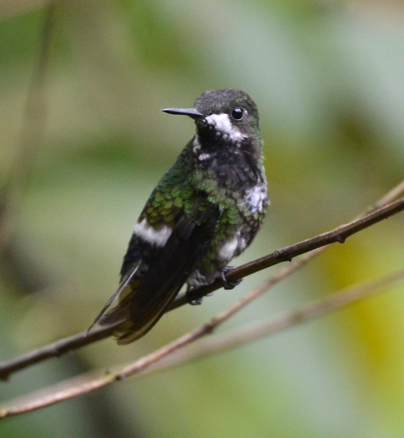 Green Thorntail Female, Discosura conversii