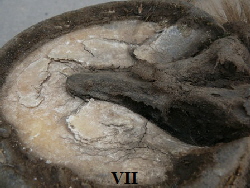a_false_sole03.jpg