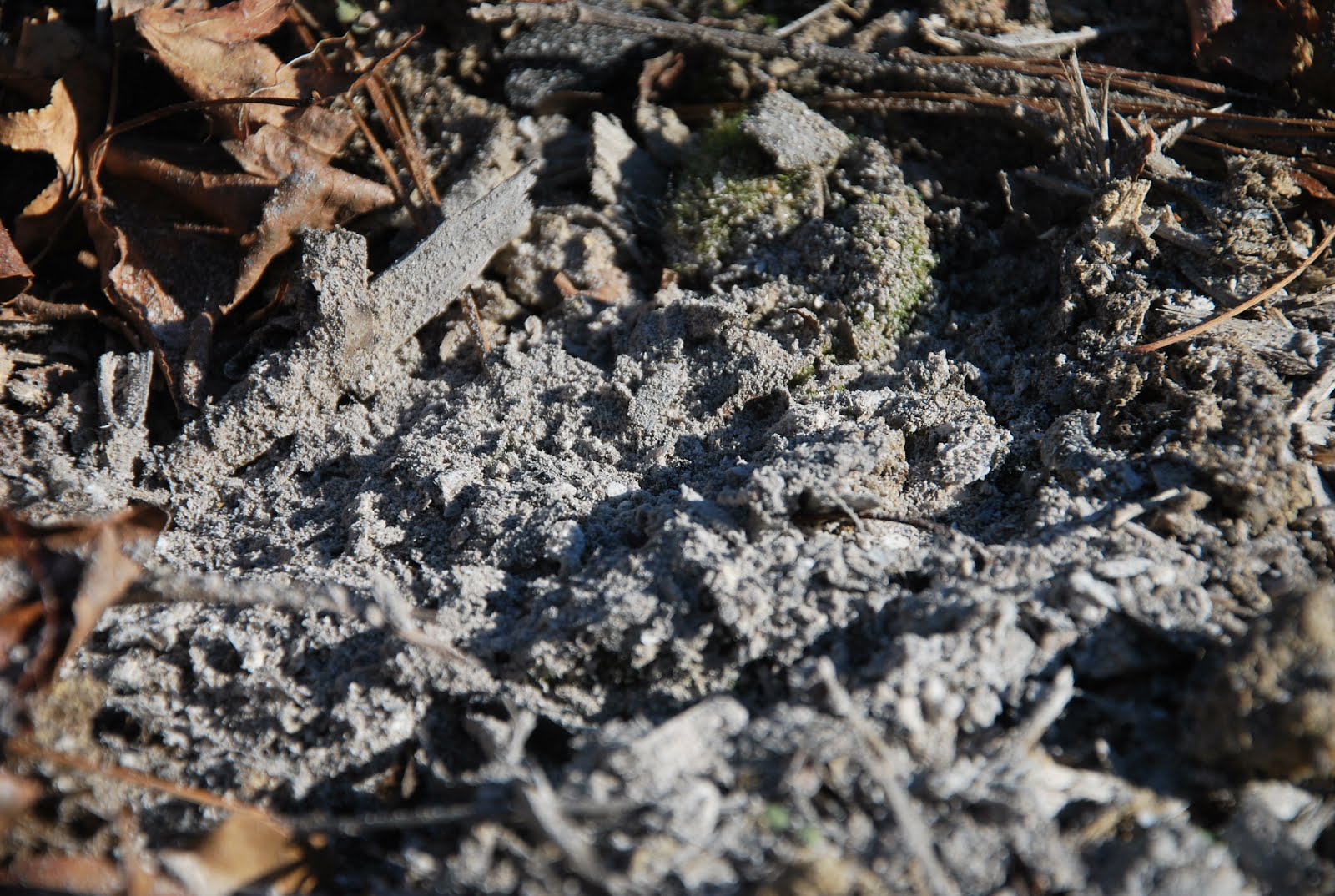 Southern Peony 2012 Ashes on Peonies for Acidic Soil