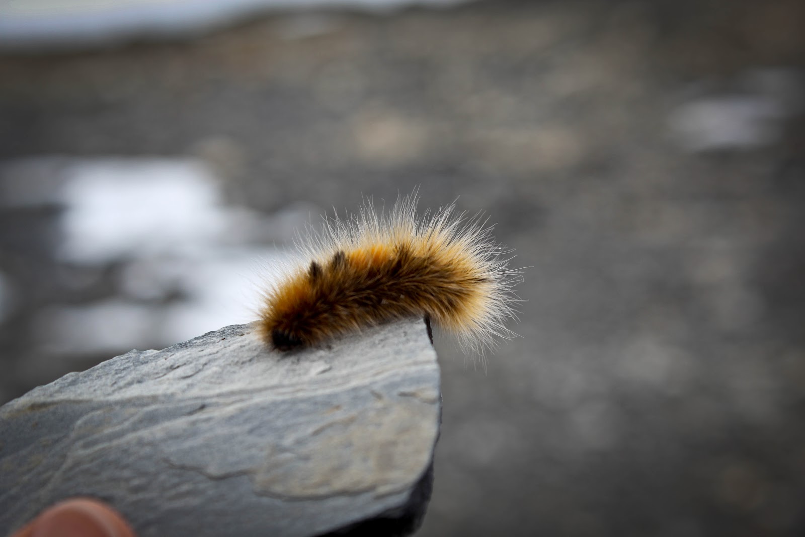 north of sixty The Wooly Bear