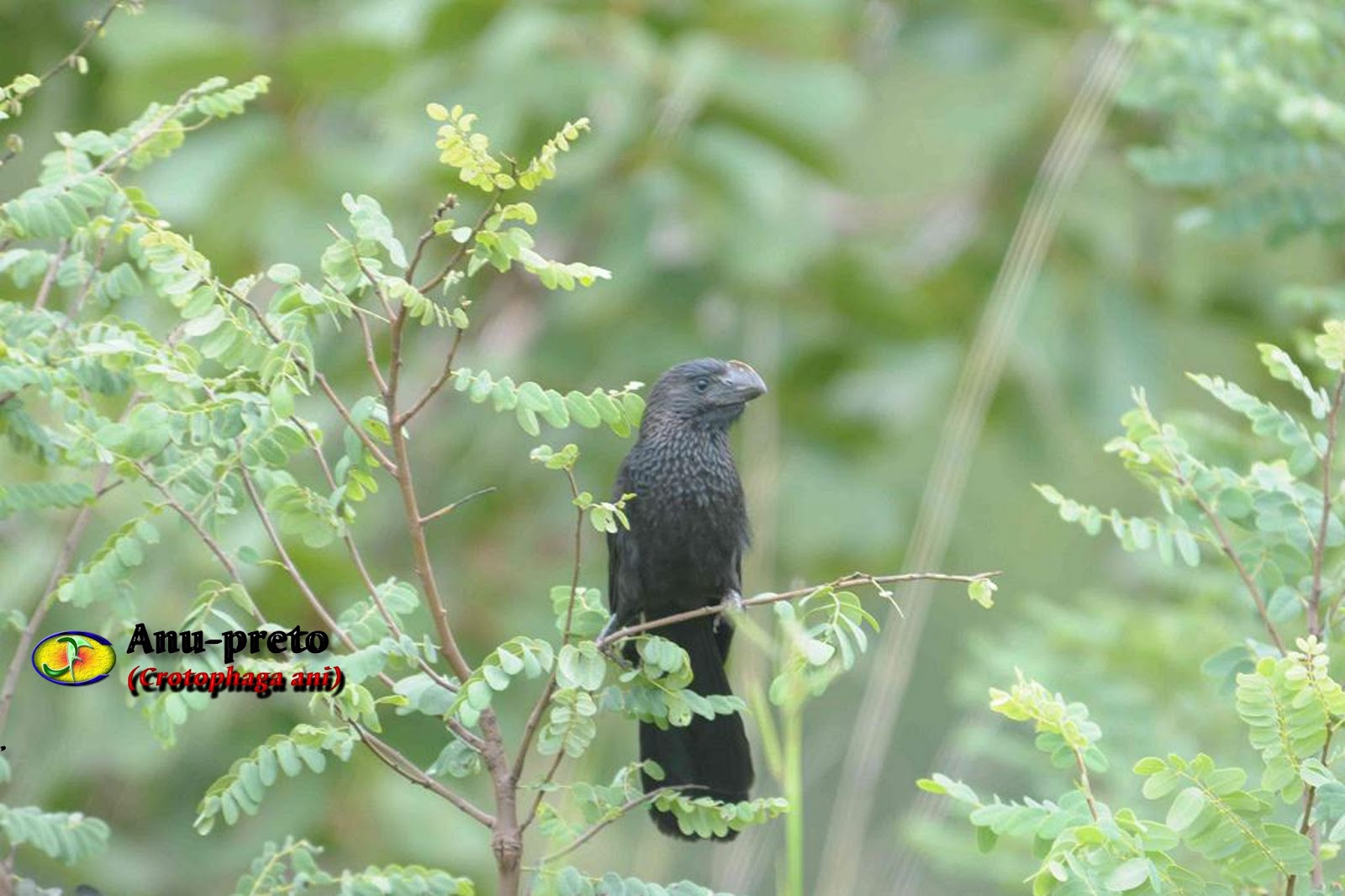 Zoologia Anupreto (Crotophaga ani)