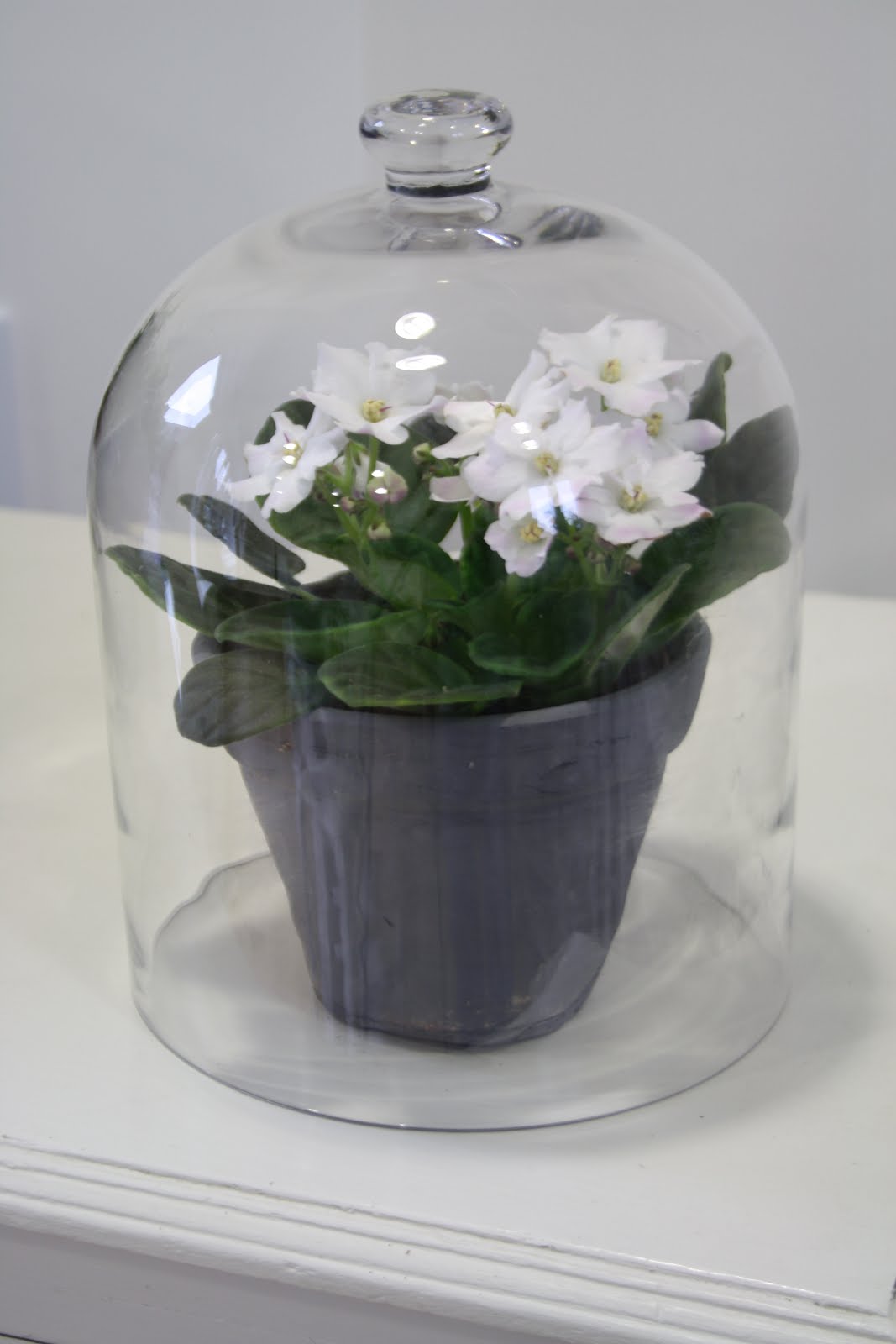 The Blossom Tree New Containers Glass Cloche
