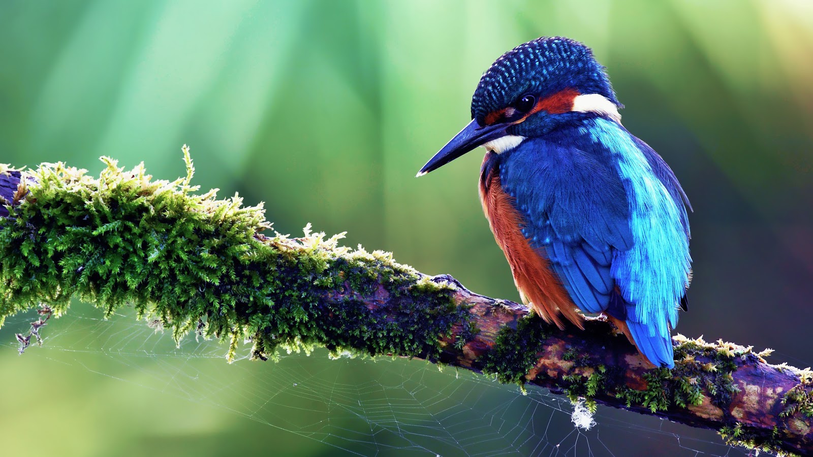 Wallpapers: Beautiful Birds photos images pictures 50 HD Wallpapers