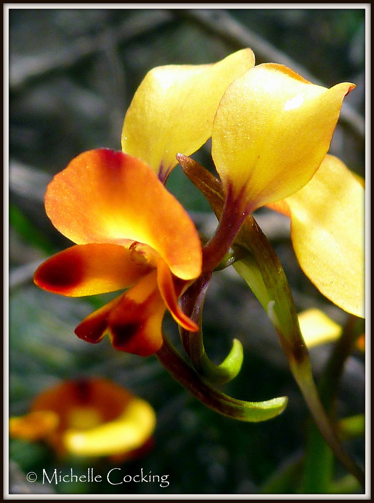 Donkey Orchid