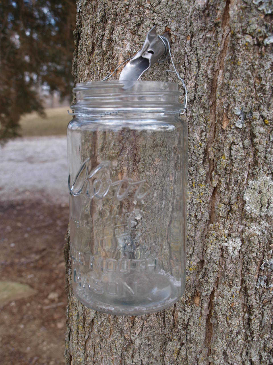 Ohio Thoughts Sugaring or Tapping Maple Trees