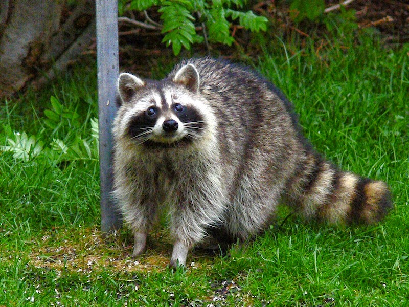 The Electric Gorilla: Game Art and Machinima: Raccoon Walk Cycle Test