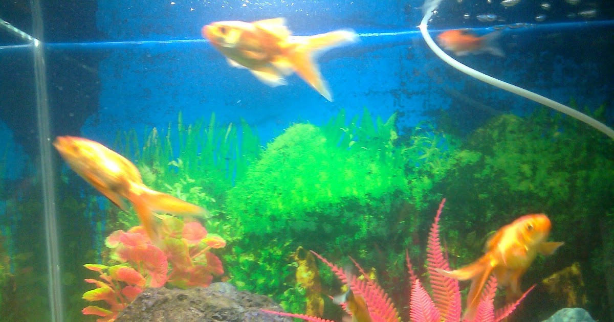 Pet Shop Ahmedabad gold fish aquarium