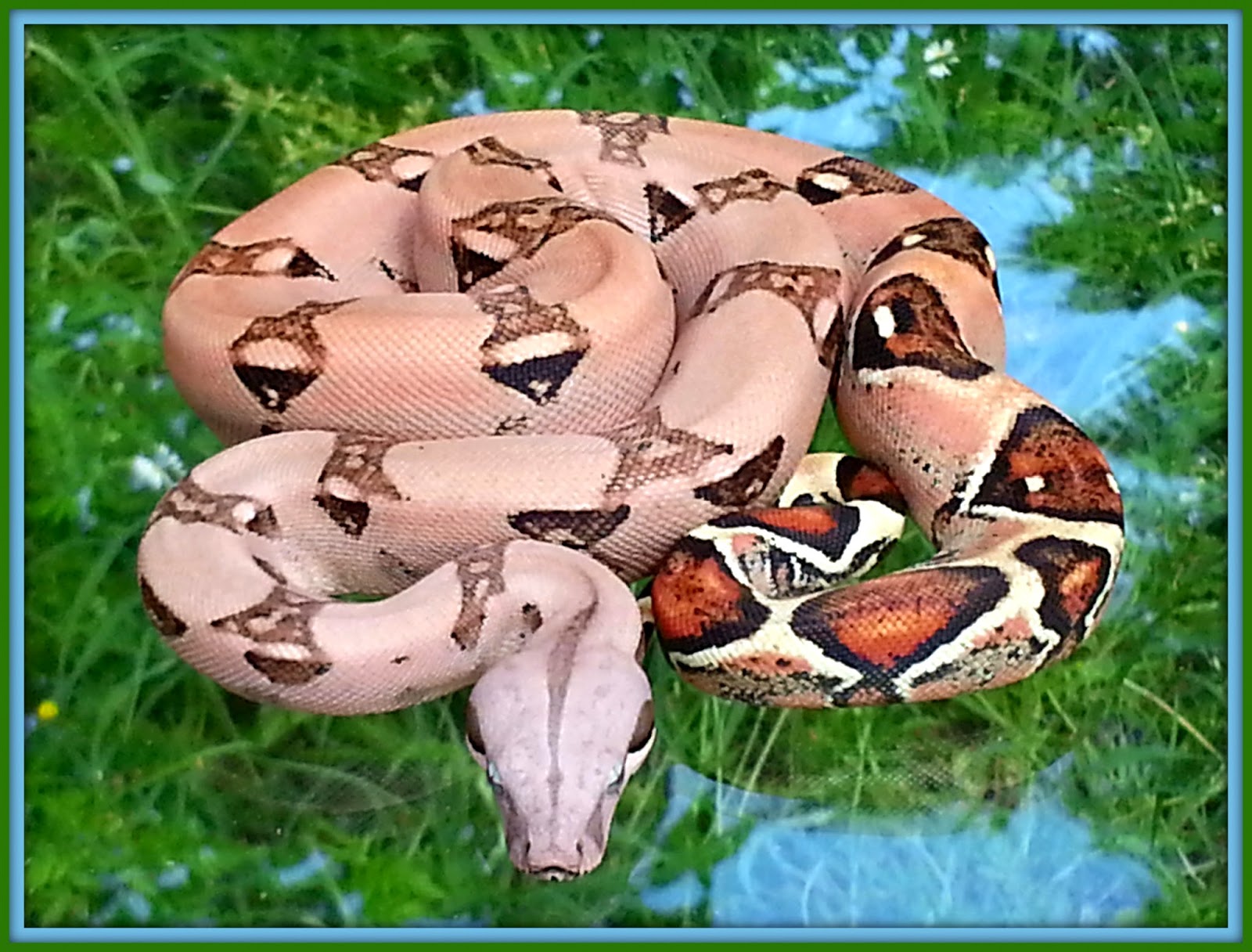 Guida pratica all'allevamento del BOA CONSTRICTOR PASTEL BOA