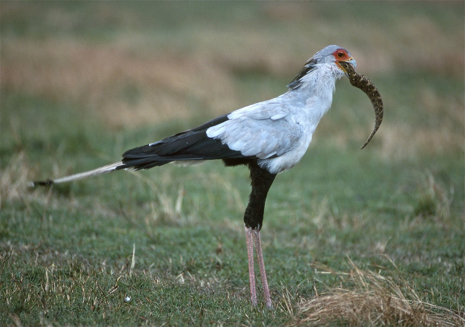 Secretary bird