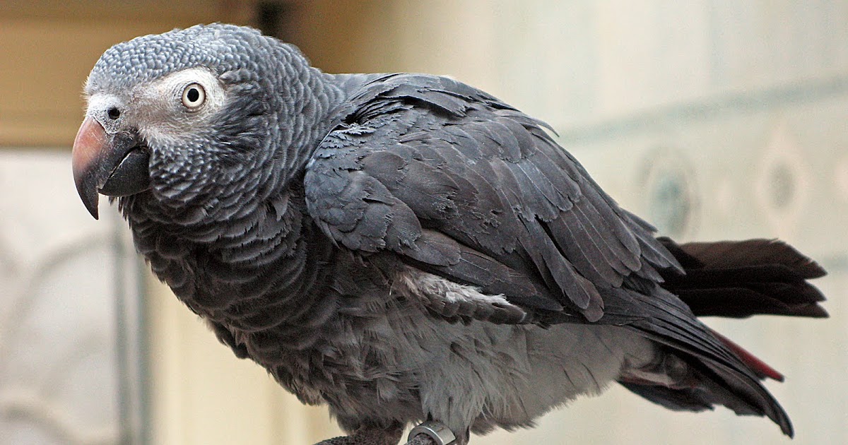 Parrots Pet Guide Information on African Gray Parrot