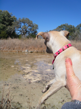 Chica checks out Hondo Creek