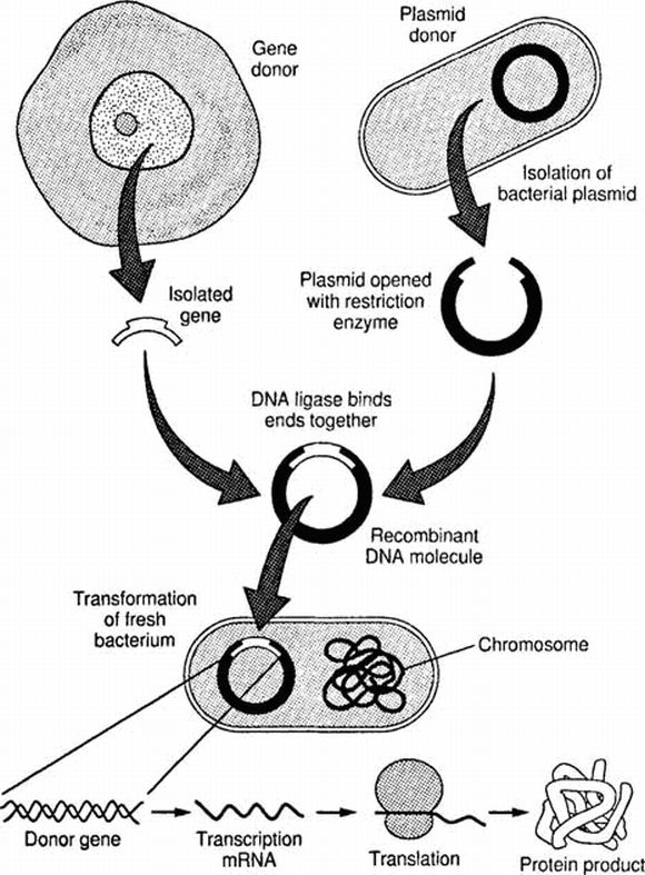 Carlos Andrade PobeaBiología Molecular P3 La insulina y las bacterias