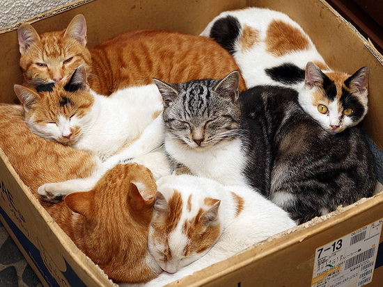 How Many Pet Cats And Dogs In The Usa How Many Pet Cats And Dogs In The Usa