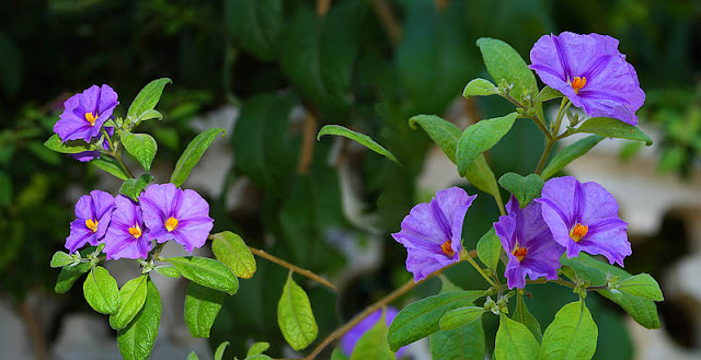 Potato+Bush+flowers+(Solanum+ellipticum)