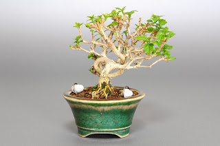 ニオイカエデ-P1（匂い楓 豆盆栽）Premna japonica bonsai