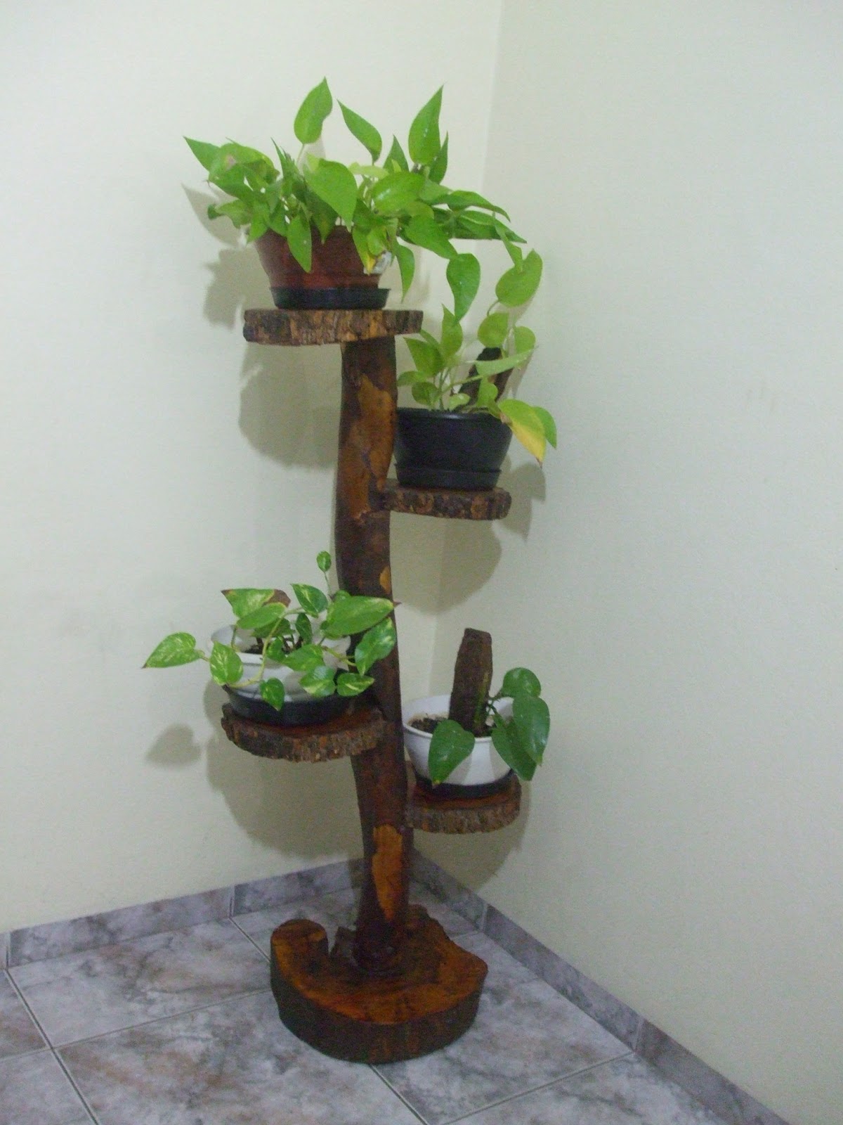 decoracao de sala unica:Esta planta é coringa pois, além de dar um toque de verde e natureza decoracao de sala unica:Esta planta é coringa pois, além de dar um toque de verde e natureza