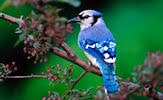 Aves exóticas, birds y pajarillos cantores I